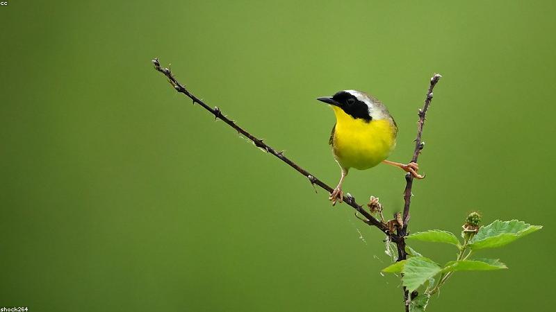 Gemini Embedding 2：谷歌首款原生多模态嵌入模型深度解读